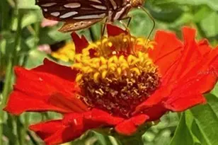 11570 Blackfin St, Venice, FL 34292 - Photo 58