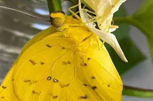 11570 Blackfin St, Venice, FL 34292 - Photo 56