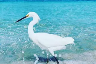 12605 Felice Dr, Venice, FL 34293 - Photo 92