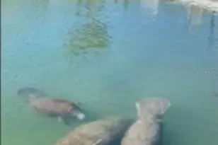 603 Leisure, Venice, FL 34285 - Photo 30