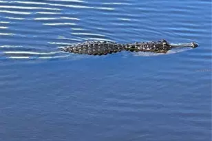 418 Cerromar Ct, Venice, FL 34293 - Photo 68