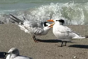 995 La Guna Dr, Venice, FL 34285 - Photo 64