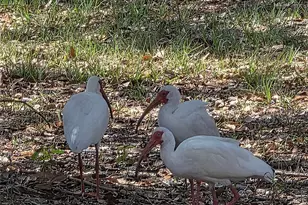 7283 SW Environmental Lab St, Arcadia, FL 34266 - Photo 20