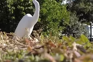 17 Lafitte Dr, Nokomis, FL 34275 - Photo 48