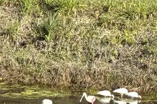 213 Venice Palms Blvd, Venice, FL 34292 - Photo 22