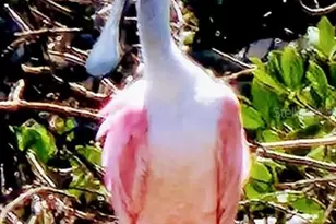 1627 Del Monte Ct, Venice, FL 34293 - Photo 72