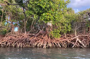 170 Mockingbird Ln, Englewood, FL 34223 - Photo 84