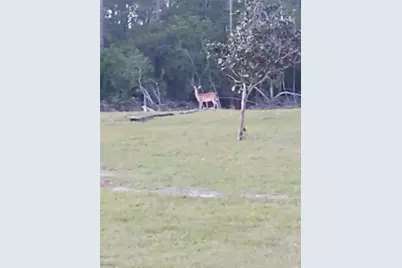 1045 Buckles Road, Pierson, FL 32180 - Photo 6