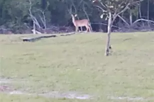 1045 Buckles Rd, Pierson, FL 32180 - Photo 6