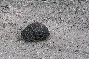 1798 Hideaway Ln, Edgewater, FL 32132 - Photo 94