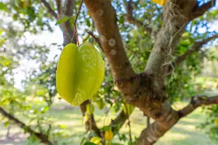 11148 Lane Park Rd, Tavares, FL 32778 - Photo 62