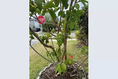 11810 Imaginary Way, Orlando, FL 32832 - Photo 46