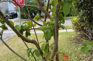 11810 Imaginary Way, Orlando, FL 32832 - Photo 46