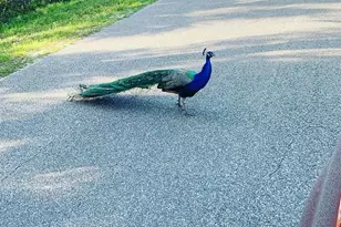 372 Rest Haven Rd, Geneva, FL 32732 - Photo 62