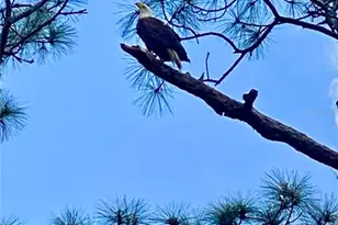 372 Rest Haven Rd, Geneva, FL 32732 - Photo 64