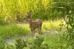 2301 Avellino Ave, Saint Cloud, FL 34771 - Photo 28