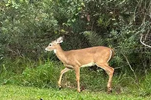 3650 Lake Tohopekaliga Rd, Saint Cloud, FL 34772 - Photo 26