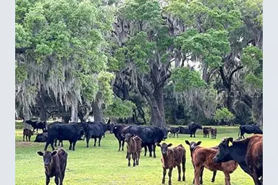 3650 Lake Tohopekaliga Road, Saint Cloud, FL 34772 - Photo 14