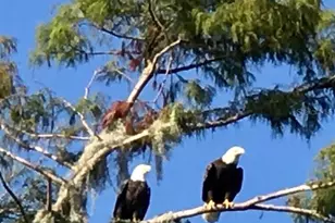 348 Georgetown Dr, Casselberry, FL 32707 - Photo 60