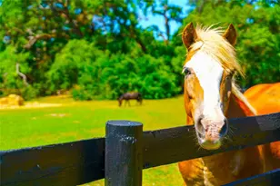 35841 Timbertop Ln, Fruitland Park, FL 34731 - Photo 100