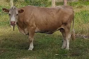 740 S Palomino St, Clewiston, FL 33440 - Photo 42