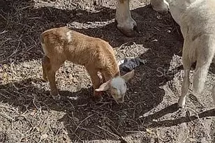 740 S Palomino St, Clewiston, FL 33440 - Photo 40