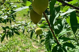 748 W Florence Ave, Deland, FL 32720 - Photo 40