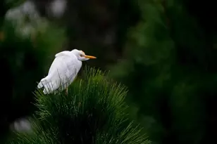 5564 Jack Brack Rd, Saint Cloud, FL 34771 - Photo 60