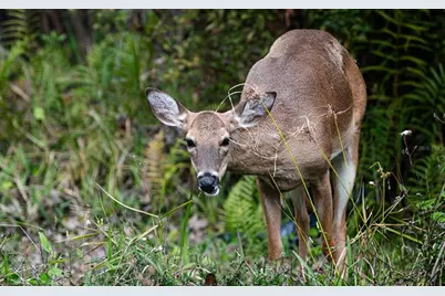 5564 Jack Brack Road, Saint Cloud, FL 34771 - Photo 58