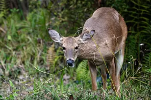 5564 Jack Brack Rd, Saint Cloud, FL 34771 - Photo 58