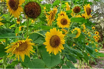 2026 Lewis Road, Leesburg, FL 34748 - Photo 88