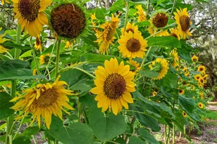 2026 Lewis Rd, Leesburg, FL 34748 - Photo 88