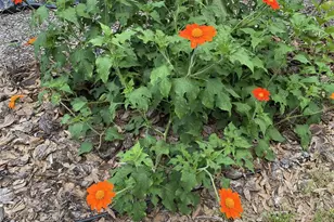 164 Royal Palm Dr, Leesburg, FL 34748 - Photo 80