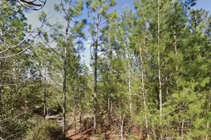 Orchid Dr, Interlachen, FL 32148 - Photo 1