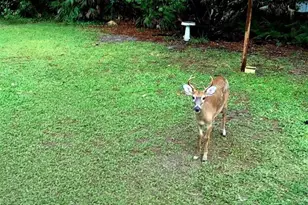 2380 Shepherd Ave, Saint Cloud, FL 34771 - Photo 14