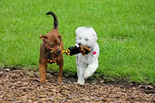 70 Enclave Ave, Palm Coast, FL 32164 - Photo 42