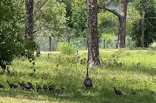 5526 Tiny Rd, Winter Garden, FL 34787 - Photo 36