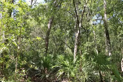 129th Boulevard, Webster, FL 33597 - Photo 8