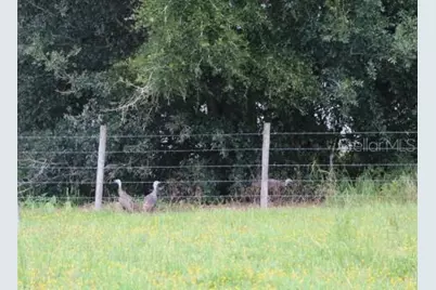 Green Swamp Road, Clermont, FL 34714 - Photo 38