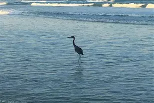 4453 S Atlantic Ave, Ponce Inlet, FL 32127 - Photo 8