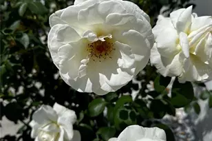 188 Boundary Blvd, Rotonda West, FL 33947 - Photo 56