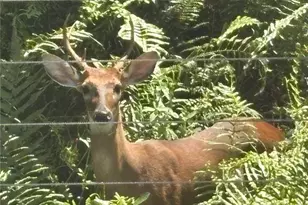 10662 Crystal Springs Ct, Orlando, FL 32825 - Photo 56