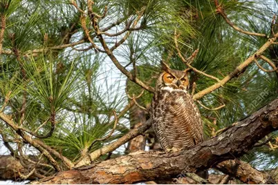 114 Dave Street, Interlachen, FL 32148 - Photo 8