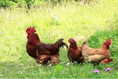 218 SE 1st Street, Georgetown, FL 32139 - Photo 8