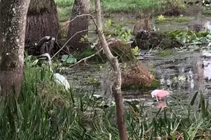 1092 Wading Waters Cir, Winter Park, FL 32792 - Photo 86