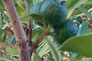 460 Nadeau Way, Apopka, FL 32712 - Photo 48