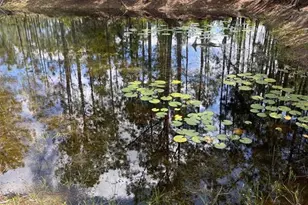 6100 Winning Wood Trl, De Leon Springs, FL 32130 - Photo 8
