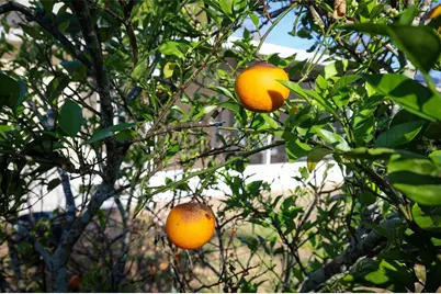 2136 Mohican Trail, Maitland, FL 32751 - Photo 26