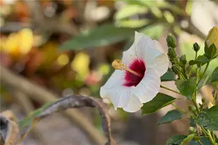 358 Monika Pl, Saint Augustine, FL 32080 - Photo 24