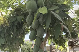 6313 Willow Oak Ln, Orlando, FL 32809 - Photo 52